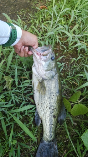 ブラックバスの釣果