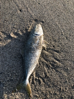 ワカシの釣果