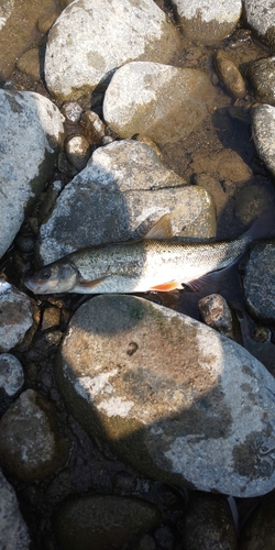 ウグイの釣果