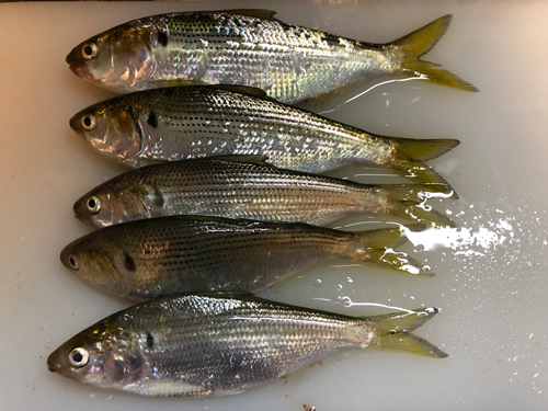 コノシロの釣果