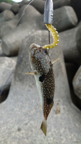 クサフグの釣果