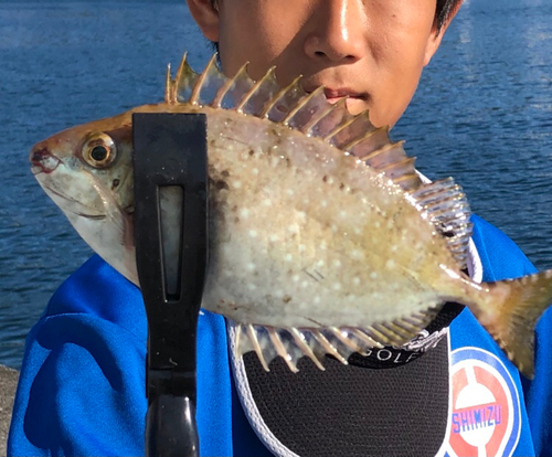 アイゴの釣果