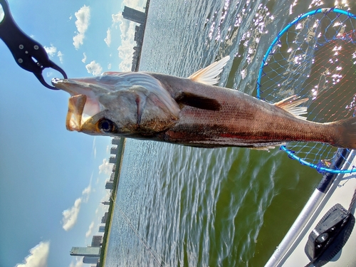 シーバスの釣果