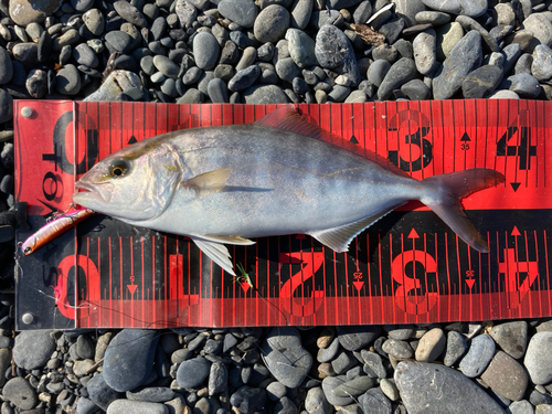 ショゴの釣果