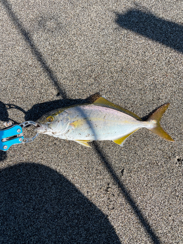 ショゴの釣果