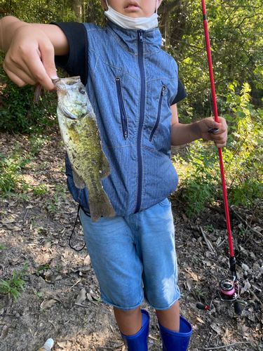 ラージマウスバスの釣果