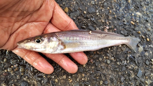 キスの釣果