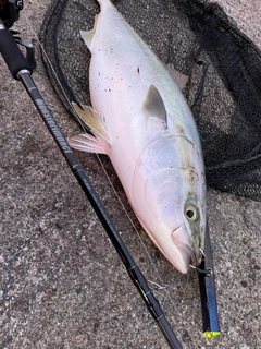 ハマチの釣果