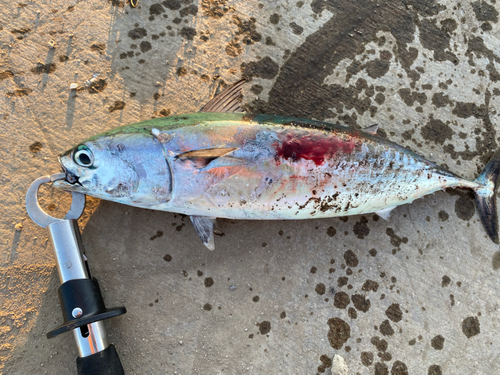 カツオの釣果