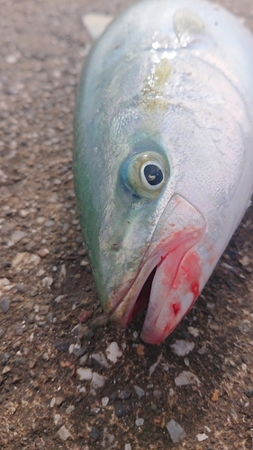 ワカシの釣果