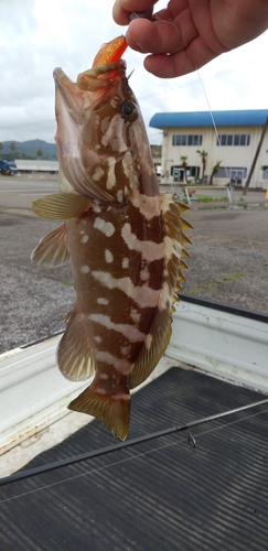 クエの釣果