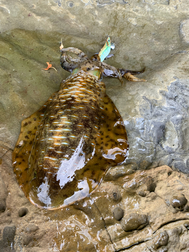 アオリイカの釣果