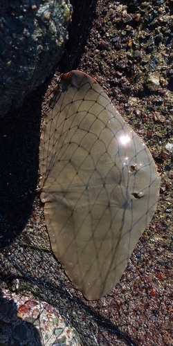 ツバクロエイの釣果