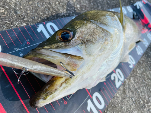 シーバスの釣果