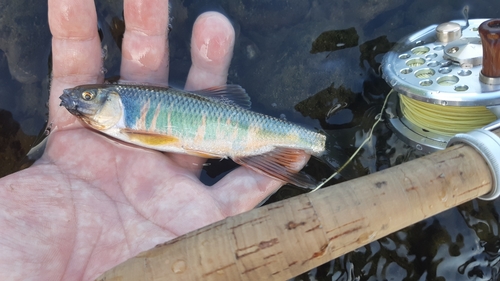 オイカワの釣果