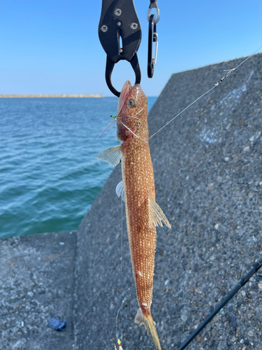 エソの釣果