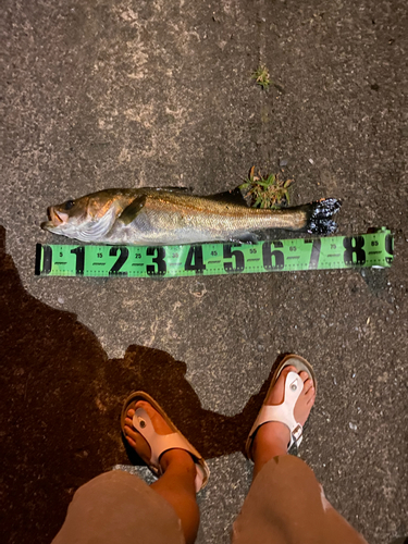 シーバスの釣果