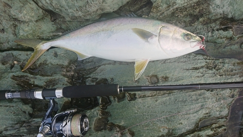 ハマチの釣果