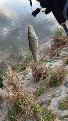 ニゴイの釣果