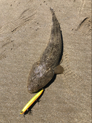 マゴチの釣果