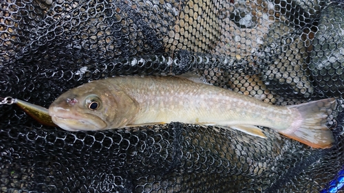 イワナの釣果