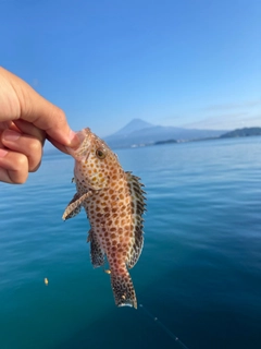 オオモンハタの釣果