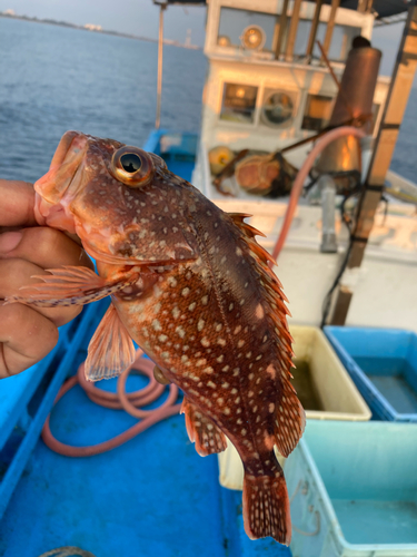 キジハタの釣果