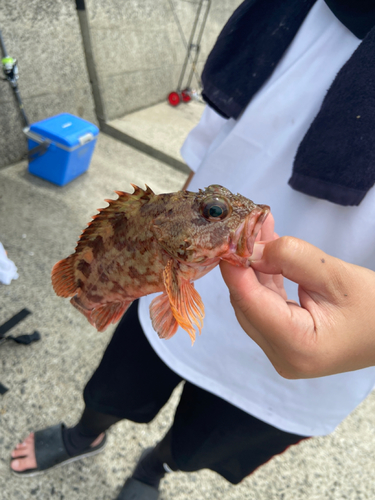 カサゴの釣果