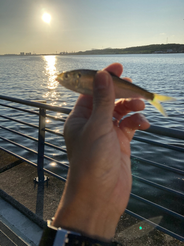 サッパの釣果