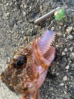 カサゴの釣果