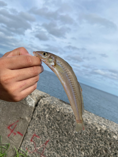 キスの釣果