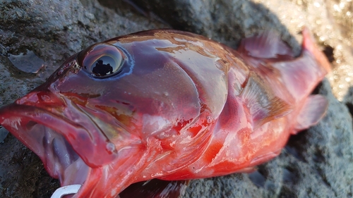 アカハタの釣果