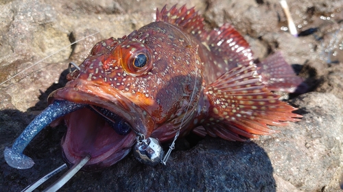 カサゴの釣果