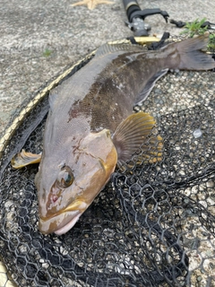 アイナメの釣果