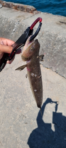 マエソの釣果