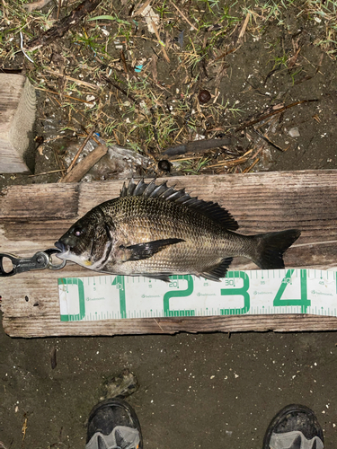 クロダイの釣果