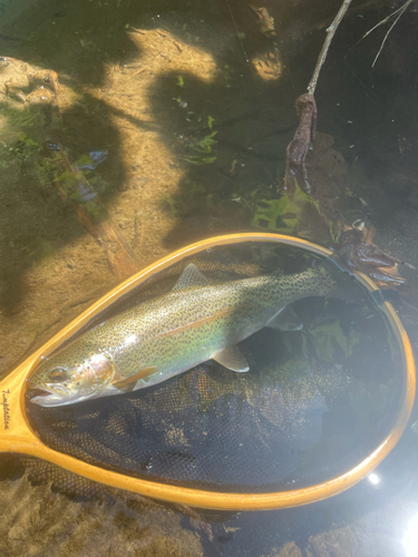 ニジマスの釣果