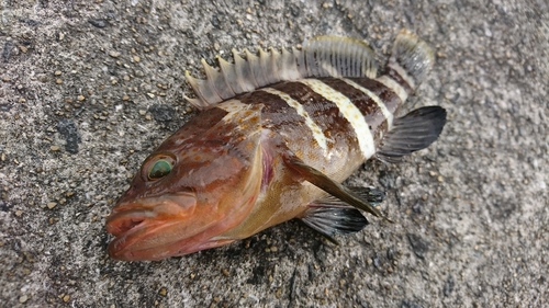 マハタの釣果