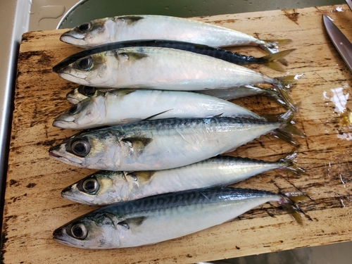 サバの釣果