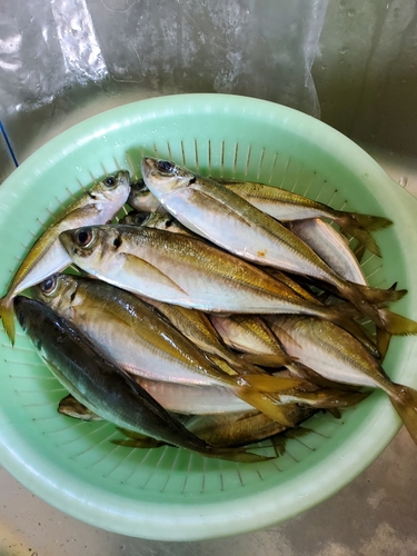 サバの釣果