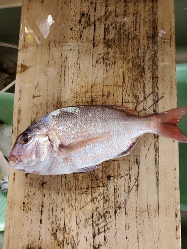 タイの釣果