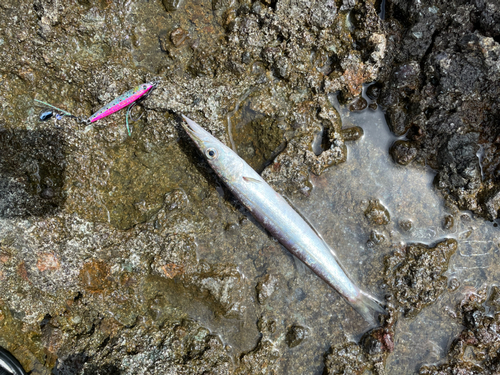 カマスの釣果