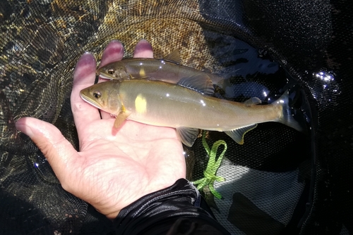 アユの釣果