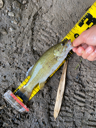 スモールマウスバスの釣果