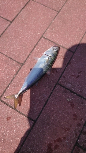 サバの釣果