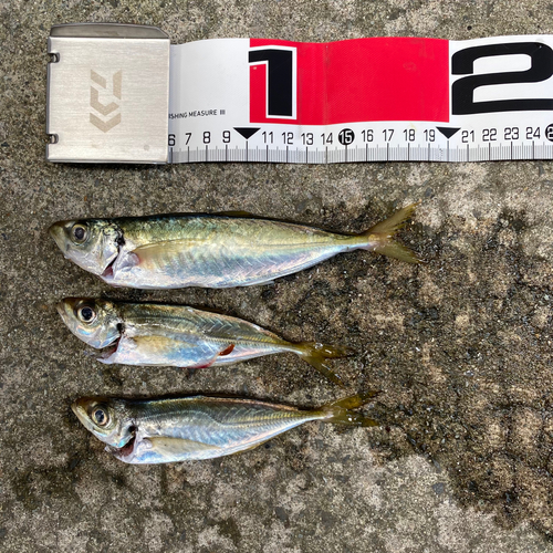 アジの釣果