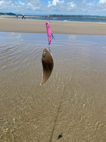 シタビラメの釣果