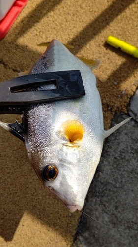 ギマの釣果