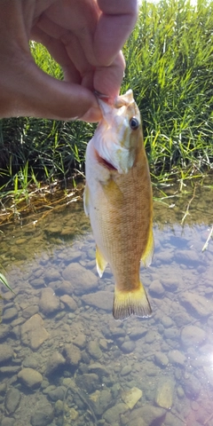 スモールマウスバスの釣果