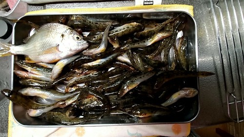 ハゼの釣果